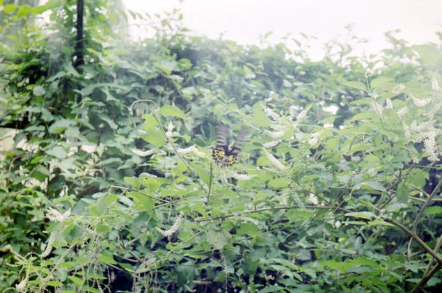 15a
