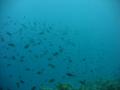 2005_01-Thailand/0421.jpg