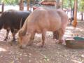 Buffalo