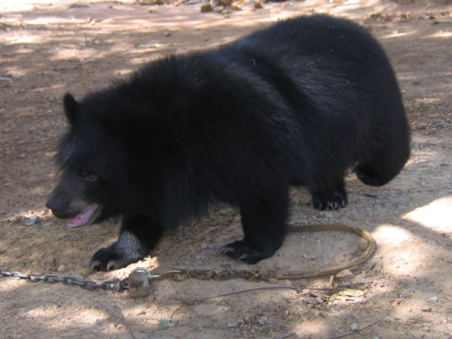 17009