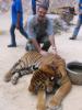Tiger vs Vlad 1