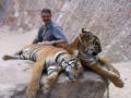Tiger vs Vlad 2