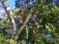 Proboscis Monkeys