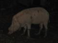 Bearded Pig