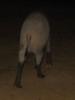 Pig leaving