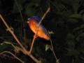 Kingfisher-1