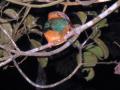 Kingfisher-2