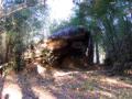 Stone mushroom 1