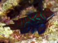 Mandarin 2