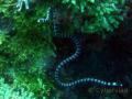 Sea snake