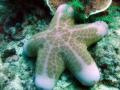 Sea star