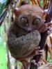 Tarsier
