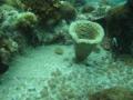 2008_11-Camba-Thai/06-img_0266.jpg