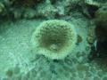 2008_11-Camba-Thai/06-img_0267.jpg