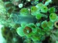 2008_11-Camba-Thai/06-img_0285.jpg
