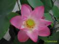 2009_11-Thailand/img_2183.jpg