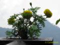 2010_11-Thailand/IMG_3528.jpg