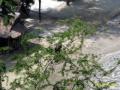 2010_11-Thailand/IMG_3687.jpg