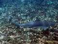 2011_05-Thailand/img_3825.jpg