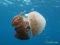 2011_05-Thailand/img_3952.jpg