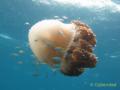 2011_05-Thailand/img_3969.jpg